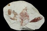 Plate Of Miocene Fossil Leaves - Augsburg, Germany #139509-1